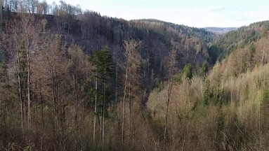 Pohled na údolí Jizerské Kamenice ze staré lesní cesty z Podspálova na Spálov. Datum: 18.04.2020.